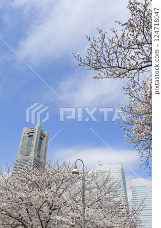 Yokohama Minato Mirai 21 and cherry blossoms 124718047