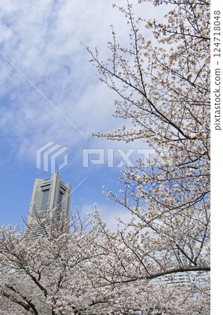 Yokohama Minato Mirai 21 and cherry blossoms 124718048