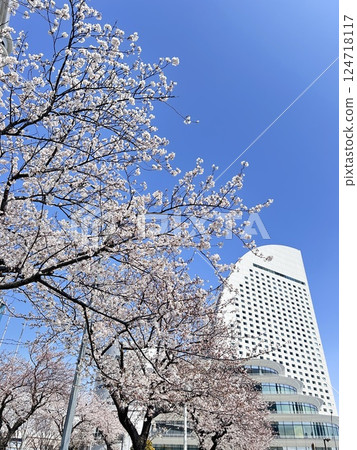 Spring in Yokohama, cherry blossoms and buildings Spring in Yokohama, cherry blossoms and buildings 124718117