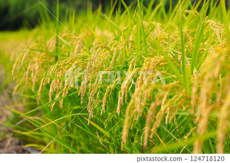 Rice field Rice field 124718120