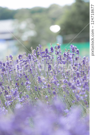 Lavender at Tambara Lavender Park Lavender at Tambara Lavender Park 124718677