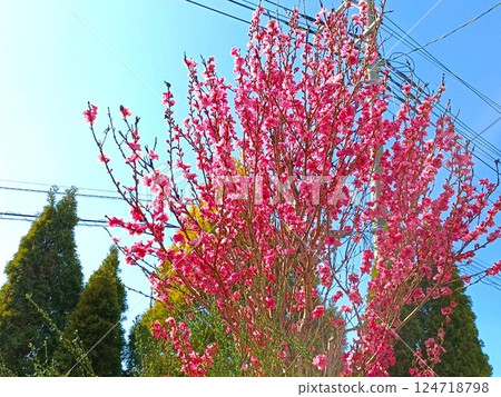 桃花盛開 124718798