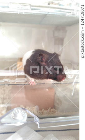 Black and white hamster's back 124719071