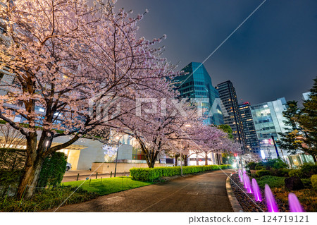 東京中城：櫻花盛開 124719121