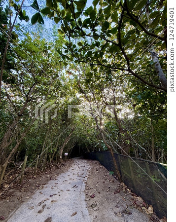 A road lined with Fukugi trees 124719401