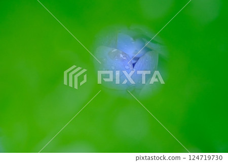 Hydrangea image material between leaves Hydrangea image material between leaves 124719730