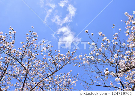 春天圖像、櫻花圖像、陽光圖像、新學期圖像 124719765