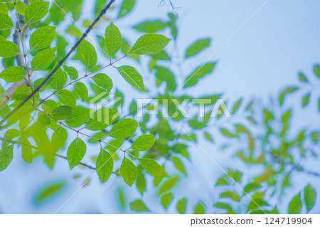 綠色葉子和藍天 綠色葉子和藍天 124719904