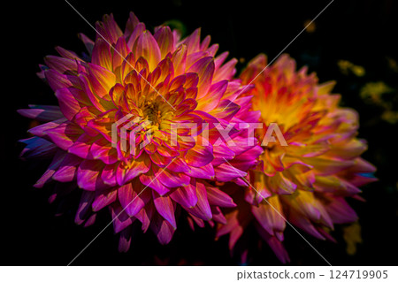 大麗花開花 124719905