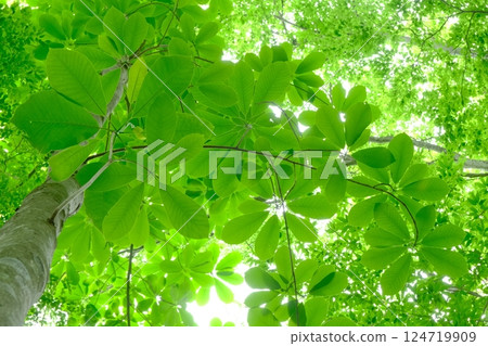 清爽木蘭花圖片素材 124719909