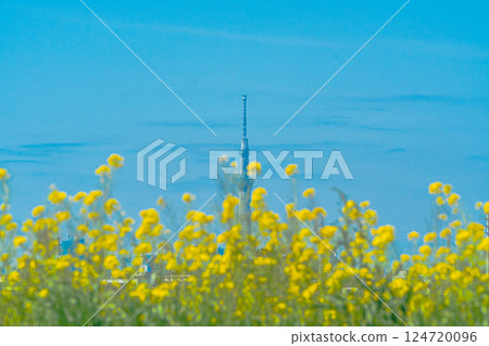 Canola flowers and the Skytree on the Edogawa River bank in Shimoyagiri, Matsudo City Canola flowers and the Skytree on the Edogawa River bank in Shimoyagiri, Matsudo City 124720096