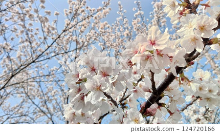 White Wave 21 Sakura White Wave 21 Sakura 124720166