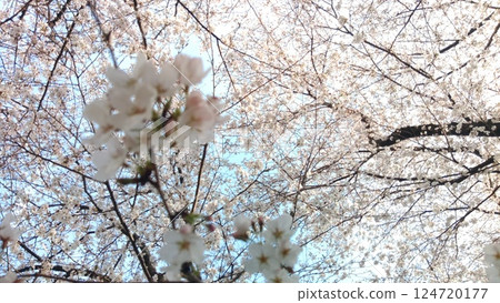 Sakura of Nishio City Golden Embankment Sakura of Nishio City Golden Embankment 124720177