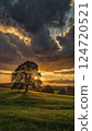 Prairie and tree 124720521