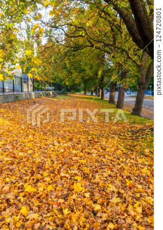 Autumn foliage around the Royal Palace in Oslo, the capital of Norway 124720801