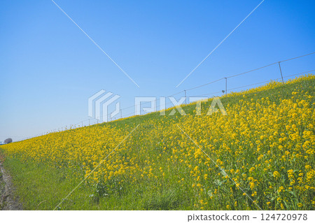 Canola flowers in full bloom on the banks of the Edogawa River in Shimoyagiri, Matsudo City Canola flowers in full bloom on the banks of the Edogawa River in Shimoyagiri, Matsudo City 124720978