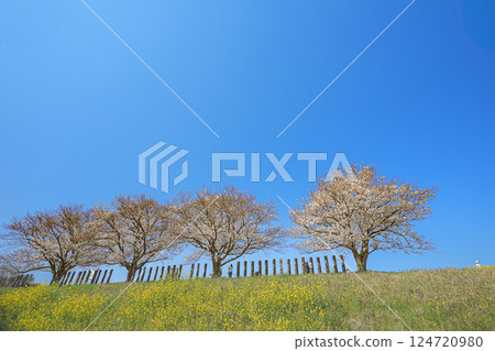 Cherry blossoms blooming in rape field 124720980
