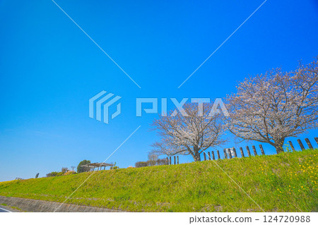 A view from a promenade along a bank with cherry blossoms in full bloom under a blue spring sky 124720988