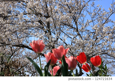 團地櫻花與鬱金香的合作 團地櫻花與鬱金香的合作 124721634