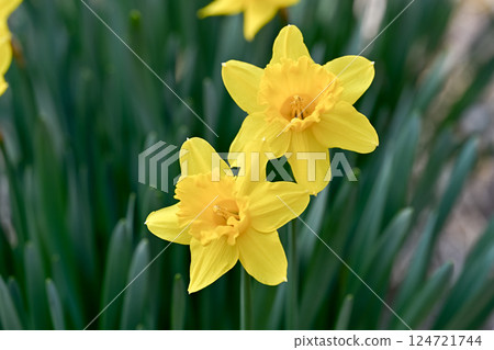 Yellow daffodils 124721744