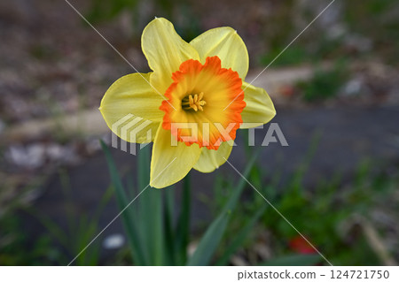 Yellow daffodils Yellow daffodils 124721750