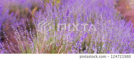 Purple lavender field close-up banner 124721980