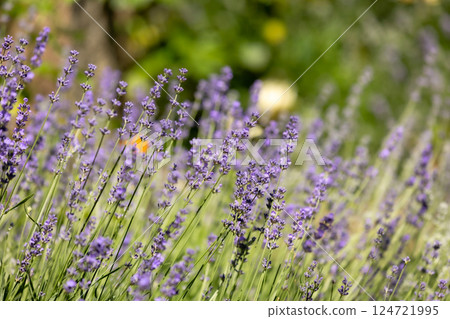 Lavender flower background with purple colors Lavender flower background with purple colors 124721995
