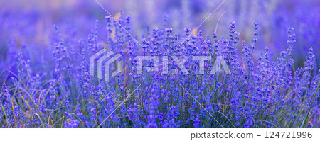 Lavender flowers close-up background banner Lavender flowers close-up background banner 124721996