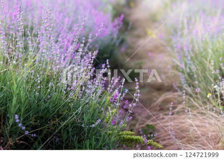 Lavender flowers close-up on blurred background 124721999