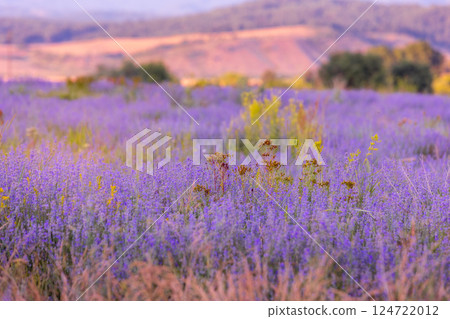 Purple lavender field close-up 124722012