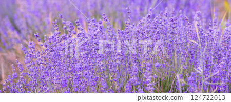 Lavender flowers close-up background banner Lavender flowers close-up background banner 124722013