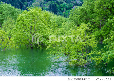 Submerged forest of Shirakawa lake 124722355