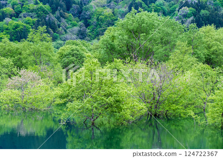 白川湖被淹沒的森林 124722367