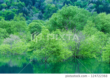 白川湖被淹沒的森林 124722368