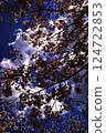 Sakura that shines in the blue sky 124722853