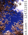 Cherry blossoms looking up 124722855