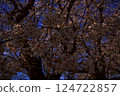 Cherry blossoms in full bloom shining in the blue sky 124722857