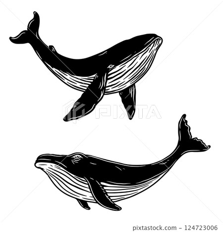 Illustration of whale. Design element for poster, card, banner, emblem, sign. Vector illustration 124723006