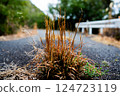 A road 124723119