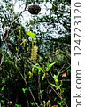 Plant 124723120