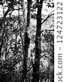 wood  124723122
