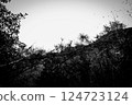 Pine 124723124