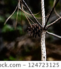 Pinecone 124723125