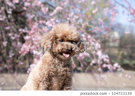 玩具貴賓犬和垂枝櫻花一起笑 124723139