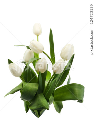 White Tulips. A bouquet of elegant white tulips with lush green leaves 124723159