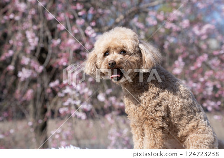 Toy poodle laughing with weeping cherry tree Toy poodle laughing with weeping cherry tree 124723238
