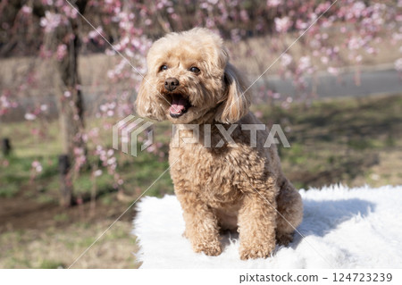 Weeping cherry tree and toy poodle Weeping cherry tree and toy poodle 124723239