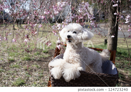 Weeping cherry tree and toy poodle Weeping cherry tree and toy poodle 124723240