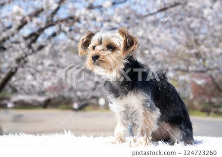 Sakura and Yorkshire Terrier Sakura and Yorkshire Terrier 124723260