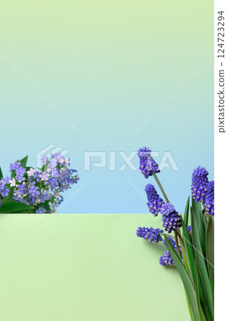Blue muscari and brunnera sibirica flowers on green podium on gradient green blue background. Concept scene stage showcase for new product, banner, promotion sale, cosmetic, presentation 124723294
